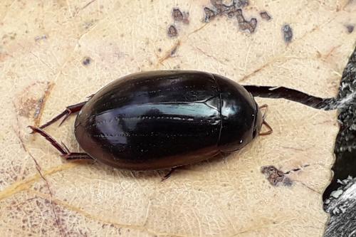 Réf. 290 536 : Hydrochara caraboides